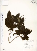 藏品(黃荊)的圖片