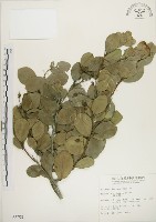 藏品(魯花樹)的圖片