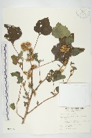 藏品(蒼耳)的圖片