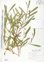 藏品(車桑子)的圖片