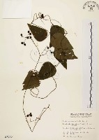 藏品(千金藤、金線吊烏龜)的圖片