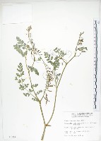 藏品(彎果黃菫)的圖片