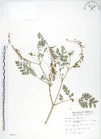 藏品(彎果黃菫)的圖片