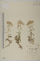 藏品(玉山抱莖籟簫)的圖片