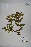 藏品(阿里山忍冬、漸尖葉忍冬)的圖片