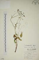 藏品(玉山茴香)的圖片