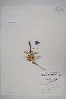 藏品(玉山沙參)的圖片