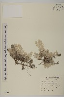 藏品(尼泊爾籟簫)的圖片