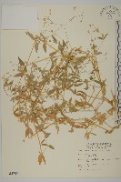 藏品(疏花繁縷)的圖片