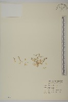 藏品(瓜槌草、漆姑草)的圖片