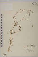 藏品(大爪草)的圖片