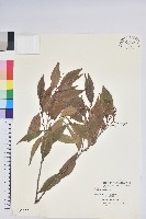 藏品(巒大越橘)的圖片