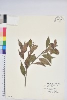 藏品(巒大越橘)的圖片