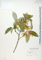 藏品(樟葉槭, 飛蛾子樹)的圖片