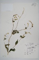 藏品(日本牛膝)的圖片