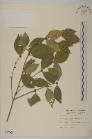 藏品(福建賽衛矛、福建假衛矛)的圖片