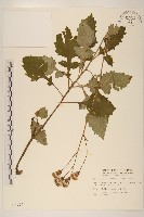 藏品(黃花三七草)的圖片