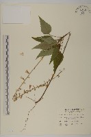 藏品(阿里山鬼督郵)的圖片