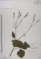 藏品(鴨兒芹)的圖片