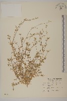 藏品(繁縷)的圖片