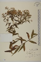 藏品(臺灣馬蘭)的圖片
