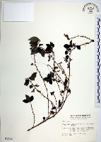 藏品(水雞油)的圖片