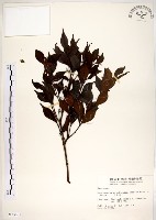 藏品(十子木、加入舅)的圖片