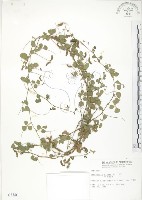 藏品(小葉括根)的圖片