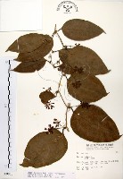 藏品(糙莖菝契)的圖片