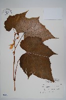 藏品(水鴨腳)的圖片