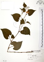 藏品(臭腥草、蕺菜)的圖片