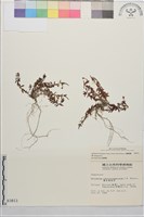 藏品(合歡柳葉菜)的圖片