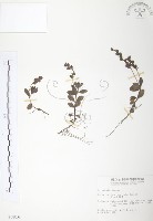 藏品(玉山水苦賈)的圖片