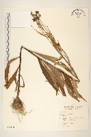 藏品(黃菀)的圖片