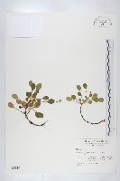 藏品(裂緣花)的圖片