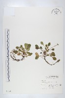 藏品(裂緣花)的圖片