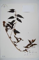 藏品(阿里山忍冬、漸尖葉忍冬)的圖片