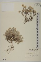 藏品(尼泊爾籟簫)的圖片