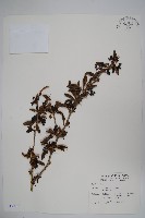 藏品(臺灣小蘗)的圖片