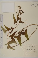 藏品(能高蟹甲草)的圖片