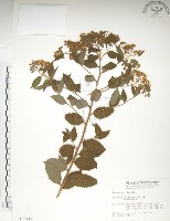 藏品(臺灣繡線菊)的圖片