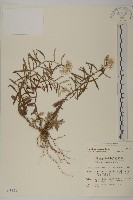 藏品(玉山抱莖籟簫)的圖片