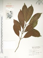 藏品(大葉木犀)的圖片