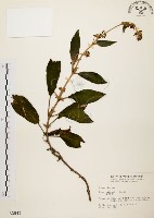 藏品(旋莢木)的圖片