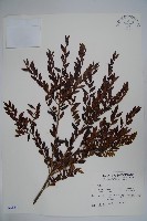 藏品(雲南冬青)的圖片