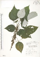 藏品(青苧麻)的圖片
