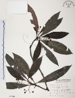 藏品(九節木、牛屎烏、青龍吐霧)的圖片