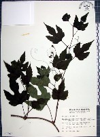 藏品(漢氏山葡萄)的圖片