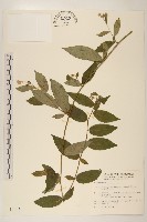 藏品(小舌菊、蔓綿菜)的圖片