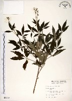 藏品(黃荊)的圖片